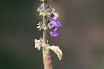 Brazilian Boldo Flower – Macro Shot of a Medicinal Purple Blossom Plant