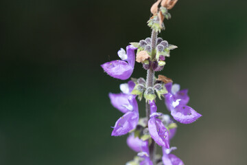 Brazilian Boldo Flower – Macro Shot of a Medicinal Purple Blossom Plant