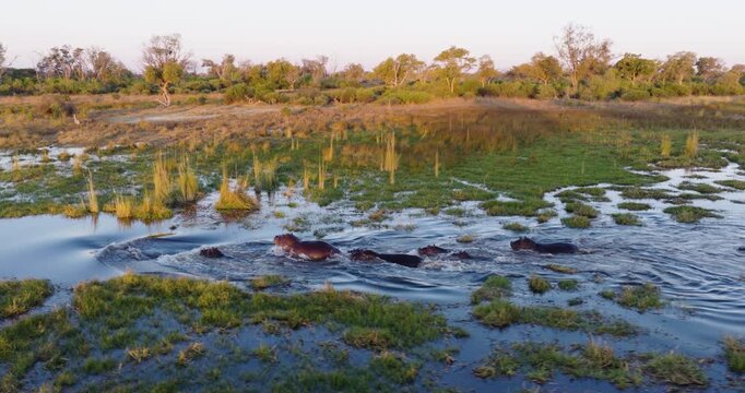 Slow motion aerial panning. Pod of hippopotamus returning to a river in the Okavango Delta