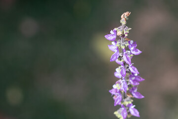Brazilian Boldo Flower – Macro Shot of a Medicinal Purple Blossom Plant
