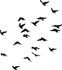 Flock of Silhouetted Birds in Flight