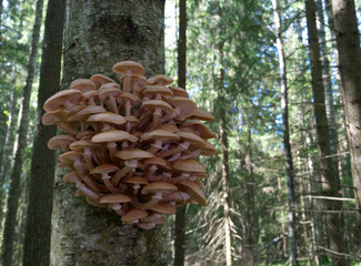 Mushrooms, growing on a tree trunk in the autumn forest.