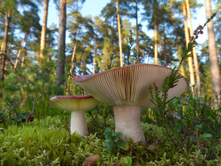 Mushrooms growing in the autumn forest.