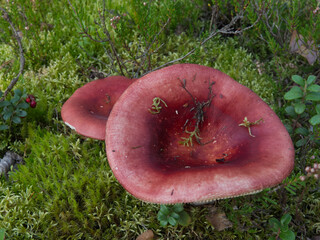 Mushrooms growing in the autumn forest.