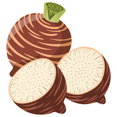 Malanga colocasia esculenta healthy food isolated vector illustration on white background