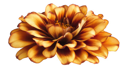 Golden Yellow Flower with Reddish Petal Edges in Full Bloom Close-Up