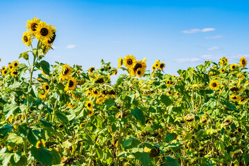 Yellow sunflowers on green field against blue sky, Subcarpathia region, Poland