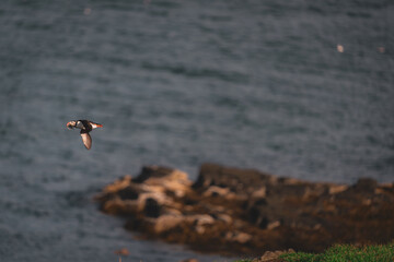 flying Puffin