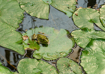 Grenouille sur feuilles de nénuphars