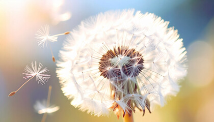 Close-up shot of a dandelion clock with seeds floating in the air, captured in sunlight.