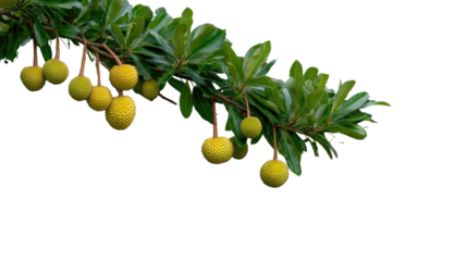 Nature's Bounty: A close-up shot of a lush tree branch, laden with vibrant yellow fruits and emerald green leaves, symbolizing abundance and the wonders of the natural world.