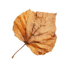 PNG Dry autumn leave background isolated white.