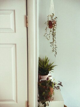 Plants