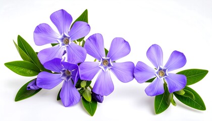 Close-up of vibrant purple flowers and leaves