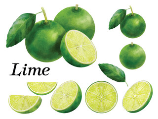 Elements vector of Lime hand drawn watercolor isolated on transparent background.
