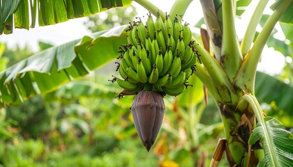 Green Bananas on a Tree