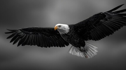Obraz premium Hyper realistic shot of bald eagle soaring with wings spread wide selective color emphasizing golden beak against black and white sky low angle wildlife photography