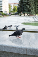 Grey pigeons in the park are not afraid of people
