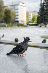 Grey pigeons in the park are not afraid of people