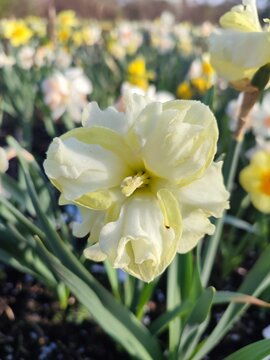 Fototapeta Blooming flower yellow daffodil variety Sunny Side Up with drops of morning dew on petals growing in ground in garden meadow on sunny spring day. Selection, breeding of flowers. Nature