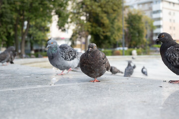 Grey pigeons in the park are not afraid of people