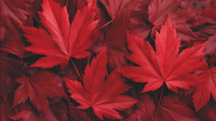 Vibrant red maple leaves in autumn