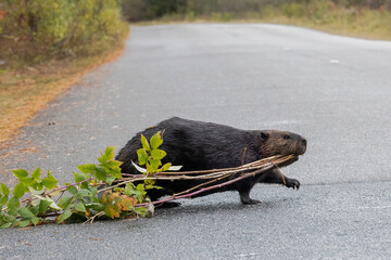 Beaver Carrying Branches Across Road, Castor canadensis, Ontario Park. © touchedbylight
