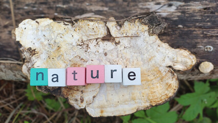 Explore nature with colorful block letters resting on a weathered log, promoting outdoor adventures