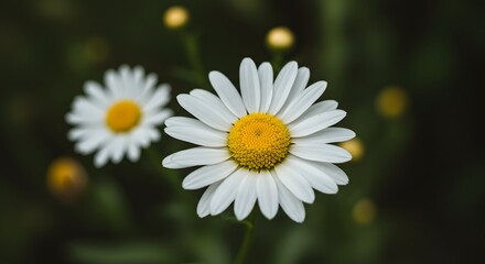 Obraz premium Closeup white daisy flower