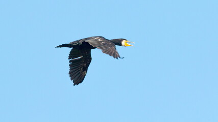 seagull in flight