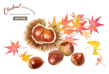 秋の味覚。もみじと栗を合わせた水彩イラスト。挿絵