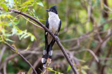 At Maharashtra’s Bhigwan, the Jacobin Cuckoo (Clamator jacobinus) cuts a dramatic figure—black...