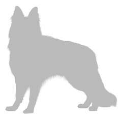 Long haired german shepherd standing silhouette