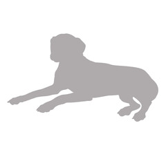 Great dane dog lying down silhouette