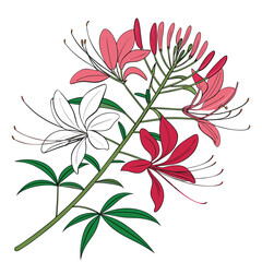 Delicate Pink and White Cleome Flowers with Green Leaves on White Background spider flower