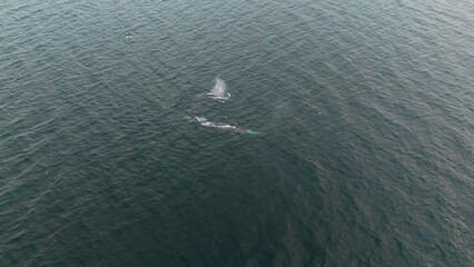 Naklejka premium Aerial view of two fin whales, Balaenoptera physalus, hunting in Donegal Bay, Ireland