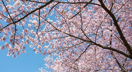 Fototapeta premium Pink cherry blossoms sky background
