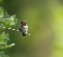 Anna's Hummingbird portrait