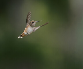 Rufous Hummingbird in flight