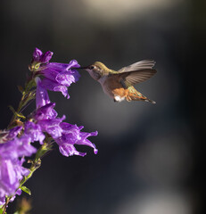Rufous Hummingbird in flowers