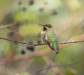 Anna's Hummingbird portrait
