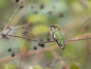 Anna's Hummingbird portrait