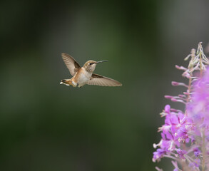 Rufous Hummingbird in flight