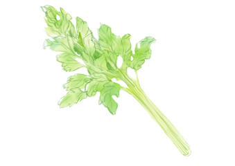 新鮮で美味しそうなセロリの手描き水彩イラスト(透過PNG)