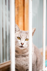 portrait of acat behind a window bars