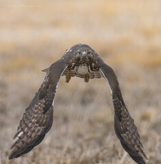 Red-tailed Hawk in flight