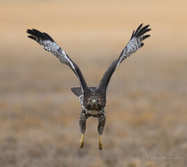 Red-tailed Hawk in flight