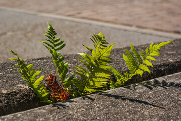 Farn  wächst aus einer Ritze im Straßenbelag