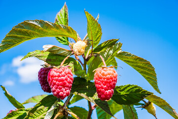 Raspberry fruits against blue sky, Roztocze region, Poland