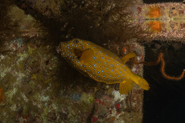 Fish swimming in the Red Sea, colorful fish, Eilat, Israel
